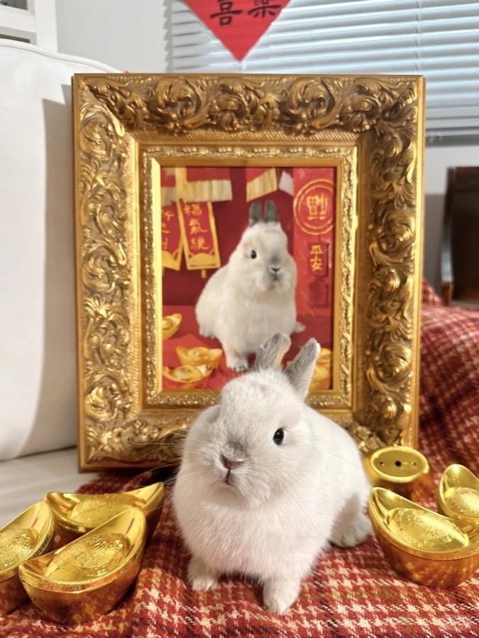 A Lumina pet portrait photographed in its new home, collector image 03